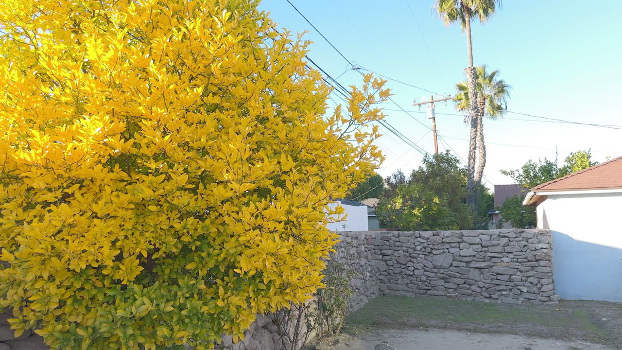 апельсиновое дерево в солнечный день