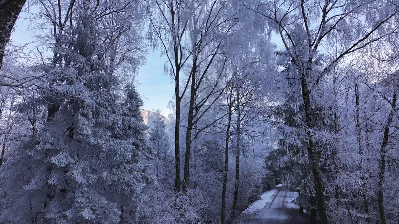 Breathtaking winter wonderland view with snow-covered road surrounded by frost-laden trees near Walensee, Switzerland.
