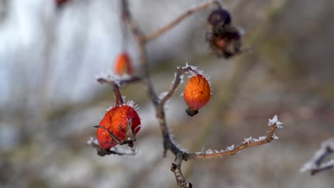 close up of dried up rose hip or dog rose plant, frozen in winter