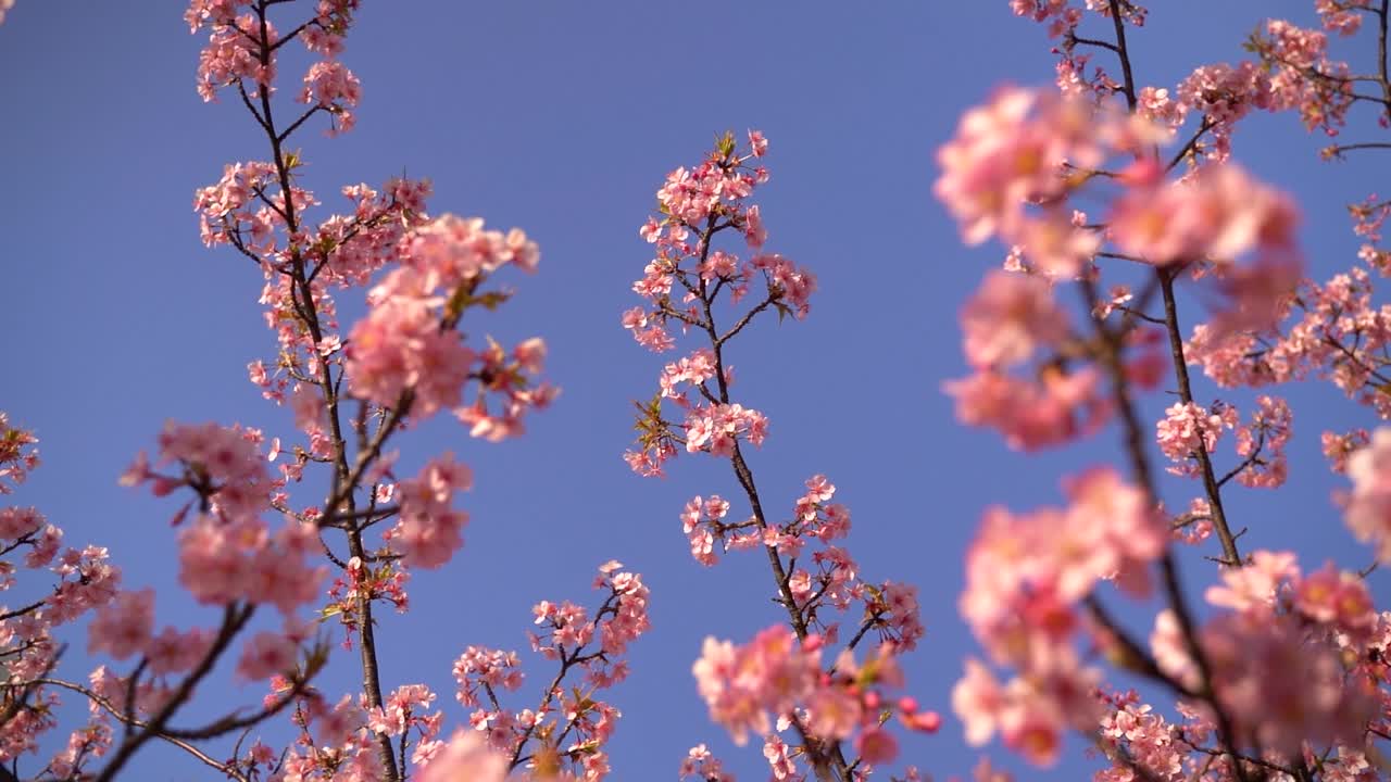 rotación de búsqueda lenta hacia el árbol de cerezo de sakura contra el cielo azul