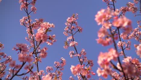 slow looking up rotation to sakura cherry blossom tree against blue sky