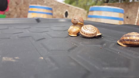 toma estática que muestra a la familia de caracoles disfrutando de la naturaleza al aire libre en la mesa del jardín