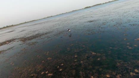 a drone chasing a bird