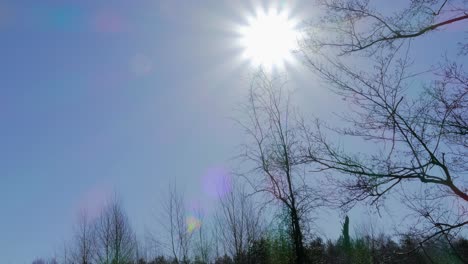 a bright sun shining through thin branches on a sunny, calm day