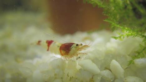 camarones rojos de cristal de caridina de raza japonesa en un tanque de peces tropicales de agua dulce bien plantado