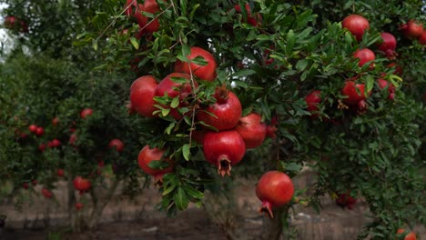 pomegranate tree plantation on picking season