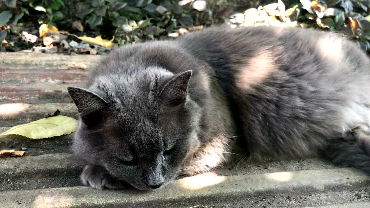 hermoso gato gris en el verano se encuentra en la calle en la sombra