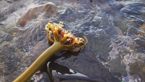 close up view of flower on the rocks near the sea