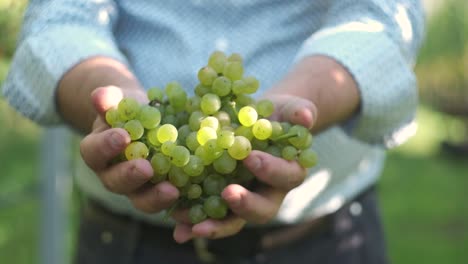 manos que muestran uvas de vino