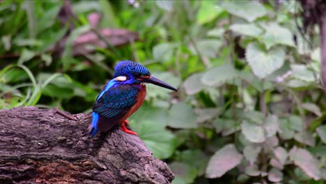 Der-Blauohrige-Eisvogel-Ist-Ein-Kleiner-Eisvogel,-Der-In-Thailand-Vorkommt-Und-Von-Vogelfotografen-Wegen-Seiner-Schönen-Blauen-Ohren-Gesucht-Wird,-Da-Er-Ein-Kleiner,-Niedlicher-Und-Flauschiger-Blaufederball-Eines-Vogels-Ist