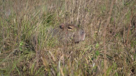 capybara sitting across sunlit patch of open terrain, framed by natural brush hiding, slow motion