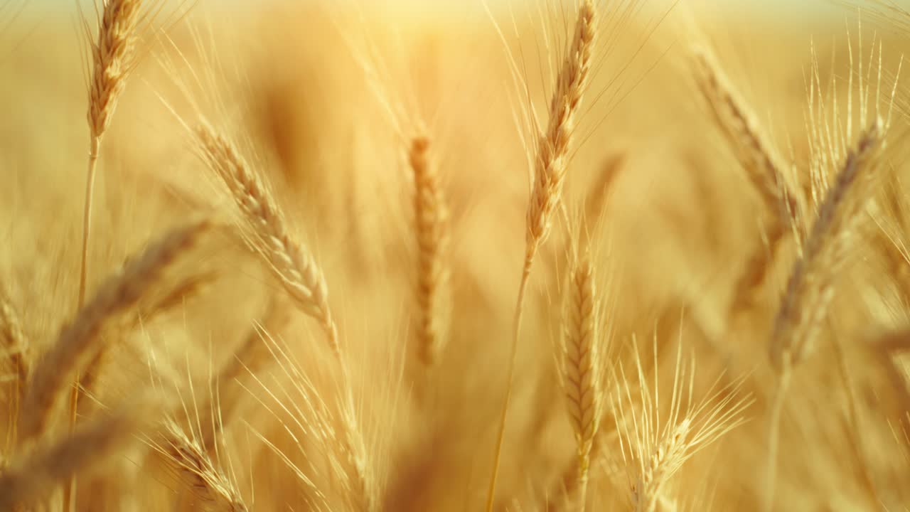 A truly cinematic shot of golden wheat swaying in the summer breeze, bathed in warm sunlight. Captures the peaceful, abundant beauty of nature