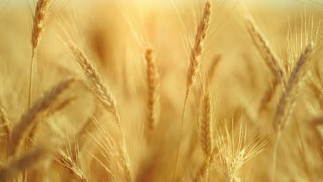 a truly cinematic shot of golden wheat swaying in the summer breeze, bathed in warm sunlight. captures the peaceful, abundant beauty of nature