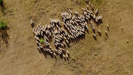 livestock grazing in the meadow, view from a quadcopter. flock of sheep is moving, the sheep are chewing grass. aerial view. 4k, 10bit, prores