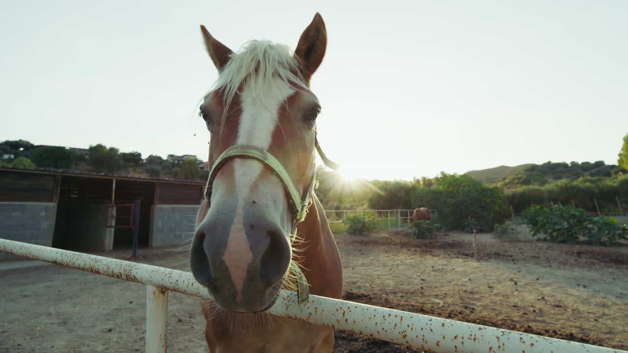 Horse to Cure Psychological Illnesses