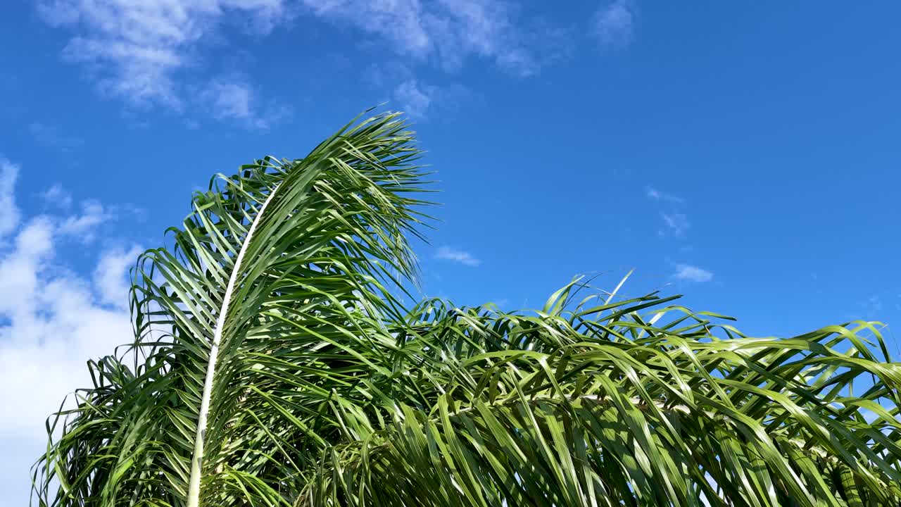 푸른 하늘에 대 한 야 자 나무