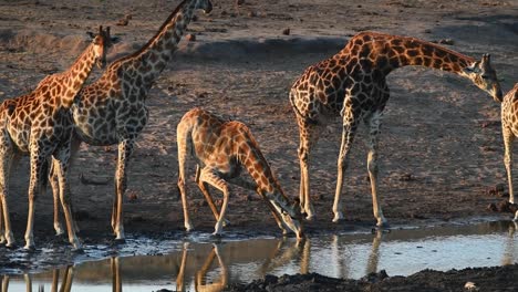 a wide shot of five adult giraffe lining up to drink in the golden light in kruger national park