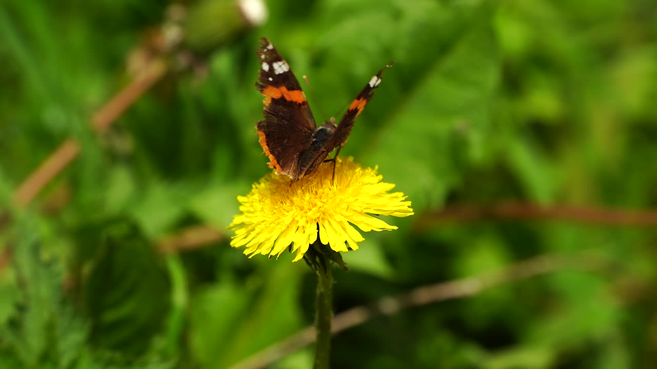 mariposa llamada almirante rojo alimentándose de una flor amarilla con fondo de pradera verde