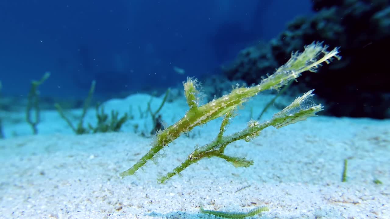 Two sea gras ghost pipefish swaying in current over ocean floor in Mauritius Island