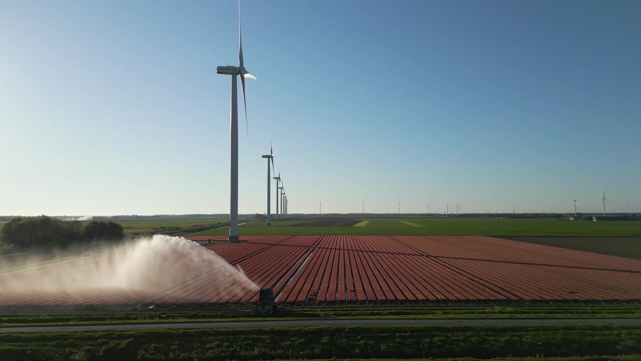 Ampia ripresa cinematografica con drone di campi di tulipani irrigati con file di fiori e turbine eoliche che si estendono nella campagna olandese in primavera.