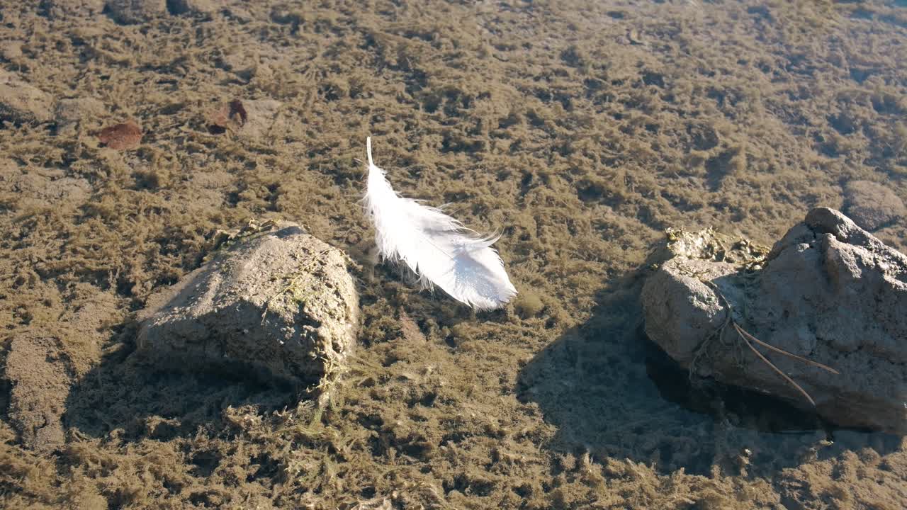 pluma blanca descansando entre dos rocas en un lecho de lago con textura en walenstadt, suiza
