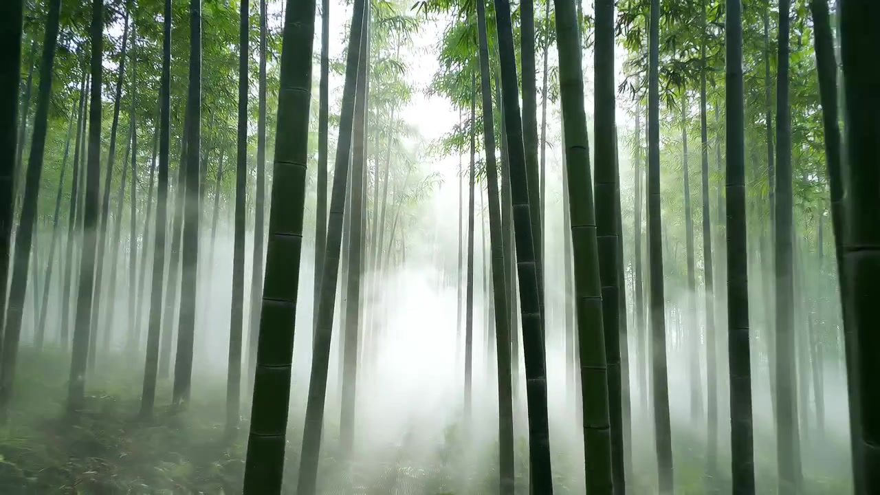 Foresta di bambù nebbiosa avvolta nella luce eterea del mattino