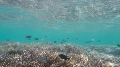 school of fish swimming over the coral reefs