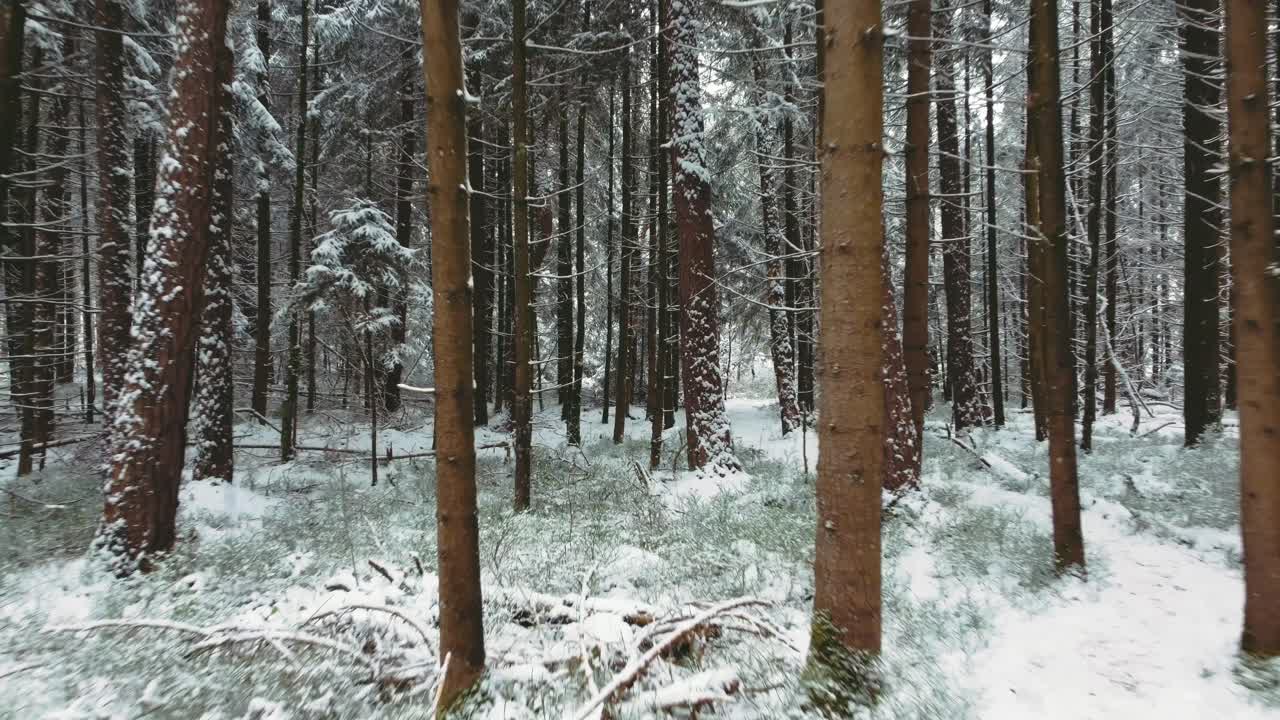 4k uhd 공중 드론 클립은 독일 바바리아의 겨울 숲에서 눈 덮인 소나무로 둘러싸인 좁은 눈 덮인 발길을 보여줍니다.