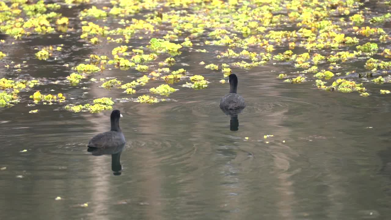 dos fochas de eurasión nadando entre las plantas en un pequeño estanque en el parque nacional de chitwan