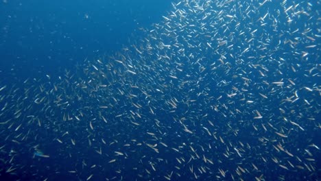 A school of anchovies moving and waving together to escape their prey