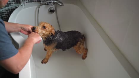 perro lavarse la cara y los bigotes lavados en un baño blanco por el dueño masculino