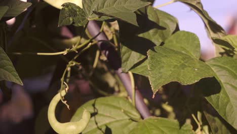 broad flat green beans in an organic vegetable garden