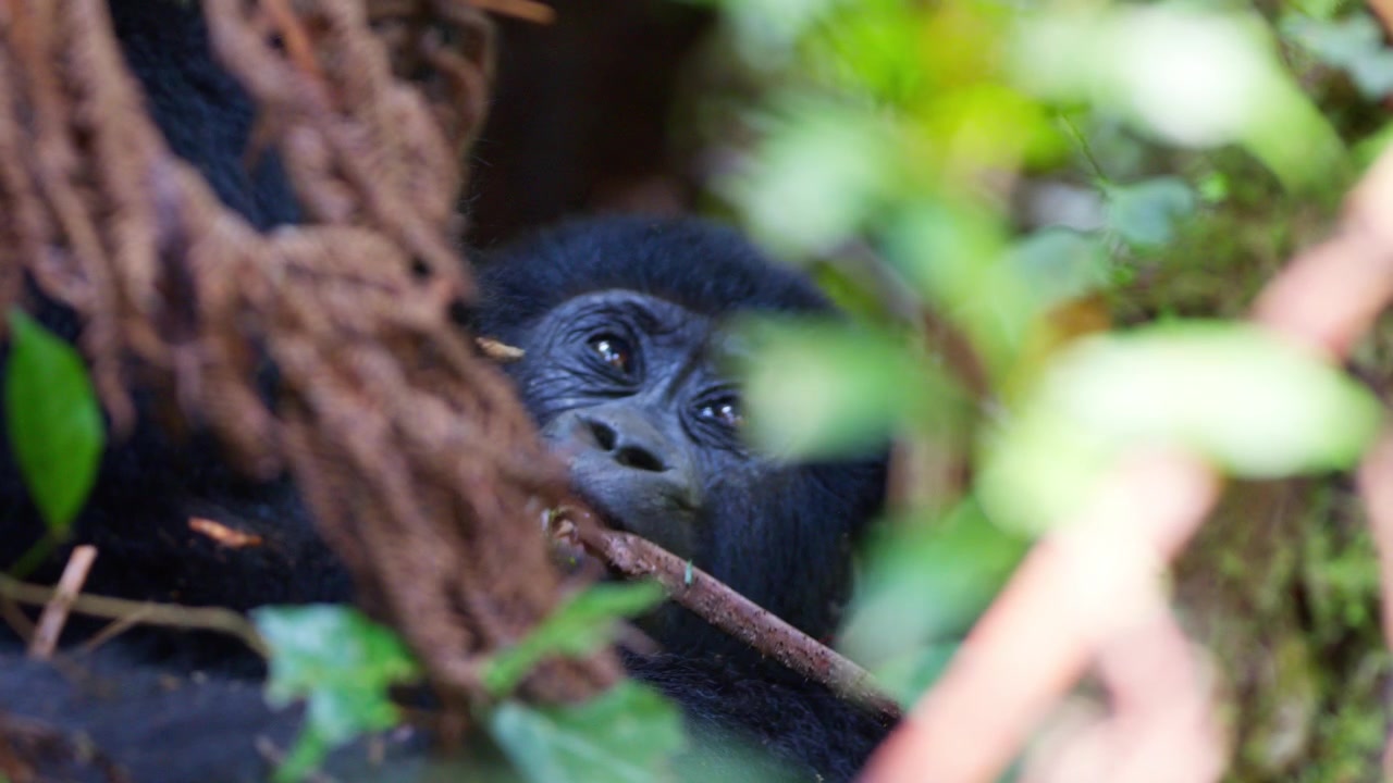 Giovane gorilla di montagna che osserva tra rami e fitto fogliame durante un vivace incontro con la fauna selvatica nel Parco Nazionale impenetrabile di Bwindi, nell'Uganda sudoccidentale, Africa, primo piano