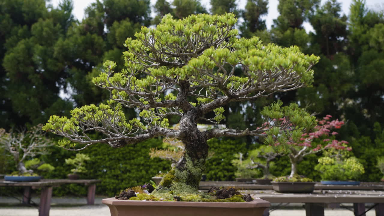 Kyoto'daki bir bahçede ekili bir bonsai ağacına doğru ağır çekim dolly çekimi.