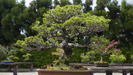 slow motion dolly shot toward a planted bonsai tree in a garden in kyoto