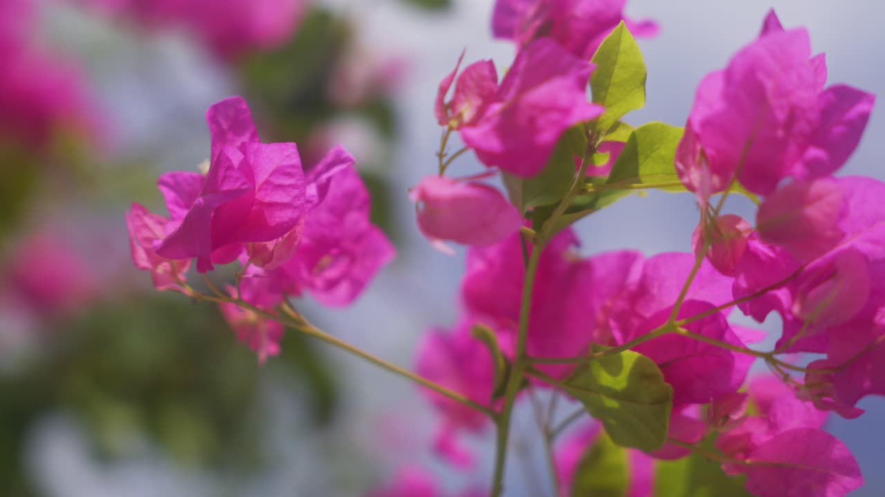 Bunga bougainvillea merah muda dengan latar belakang lembut di taman tropis, bergoyang ditiup angin