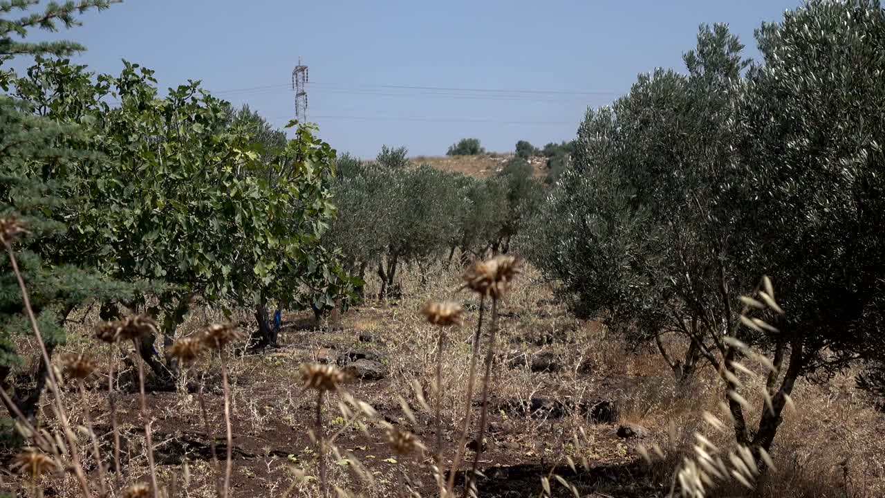 un zoom aproximado de la línea de olivos en israel