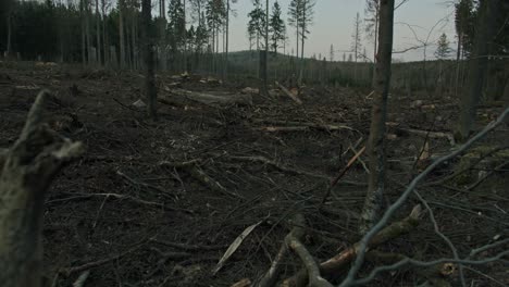 una zona forestal despejada y destruida