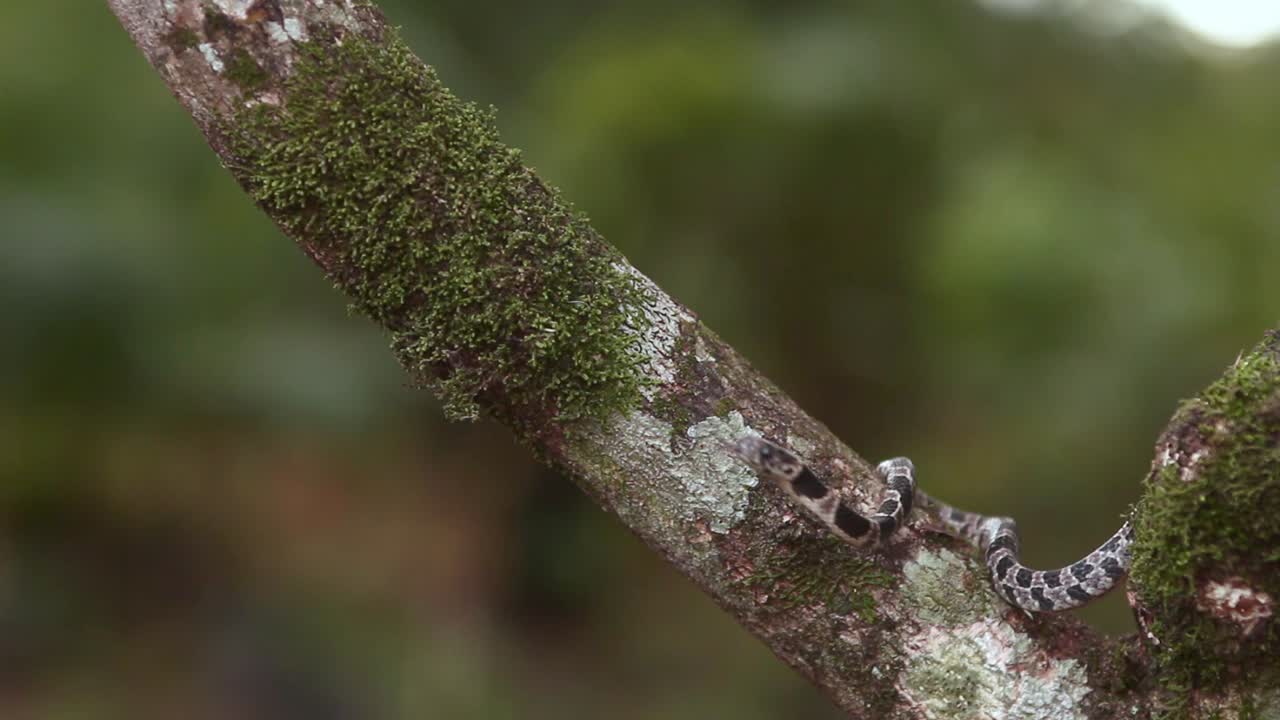 serpiente sibynomorphus turgidus en la selva tropical de américa del sur