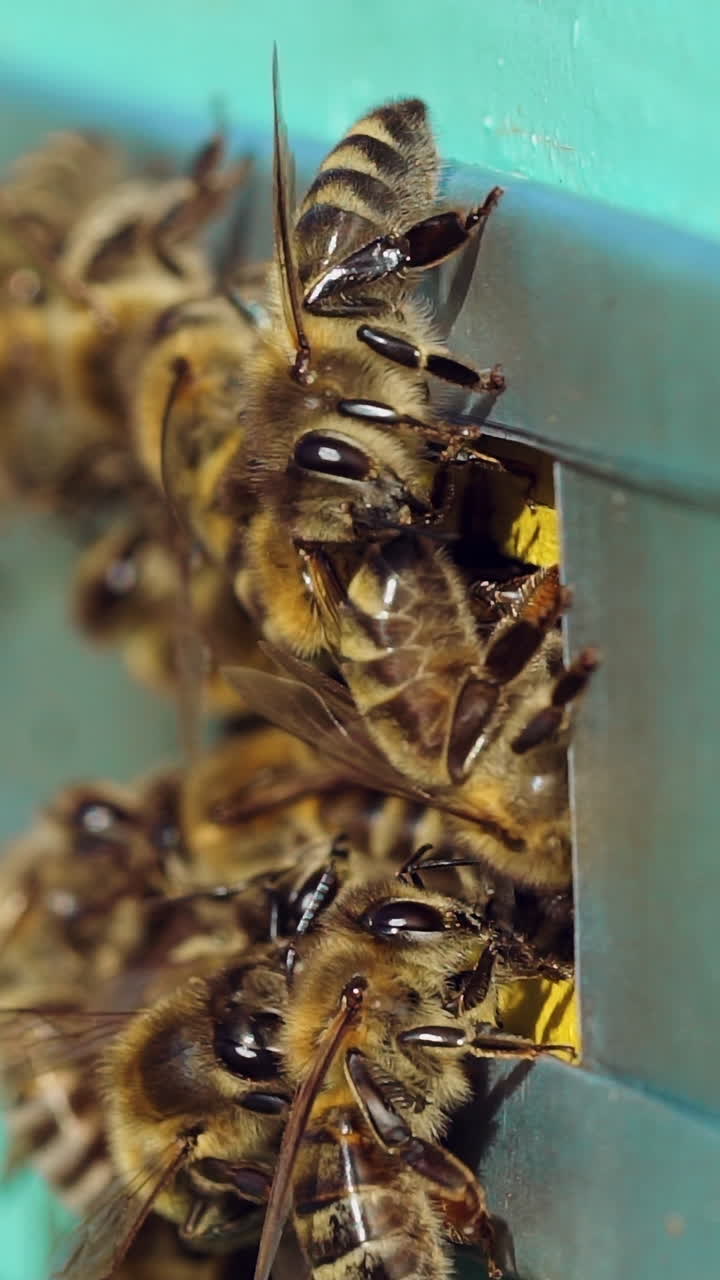 Swarm of bees at the entrance of beehive. Life of worker bees. Apiary concept. Slow motion. Vertical video