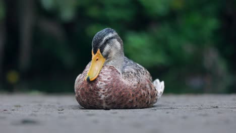 sitting male mallard duck looks around and goes to sleep