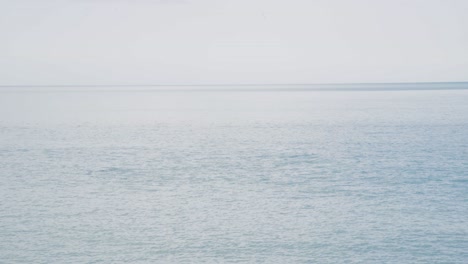 a large pod of dolphins swimming along palliser bay in wairarapa, new zealand.