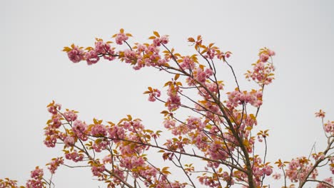 pink blooming sakura tree flower on bright sky background, czech republic