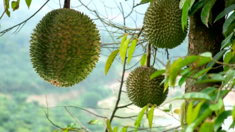 durian turn around