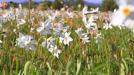 narcissus flowering in the field. beautiful big floral bed