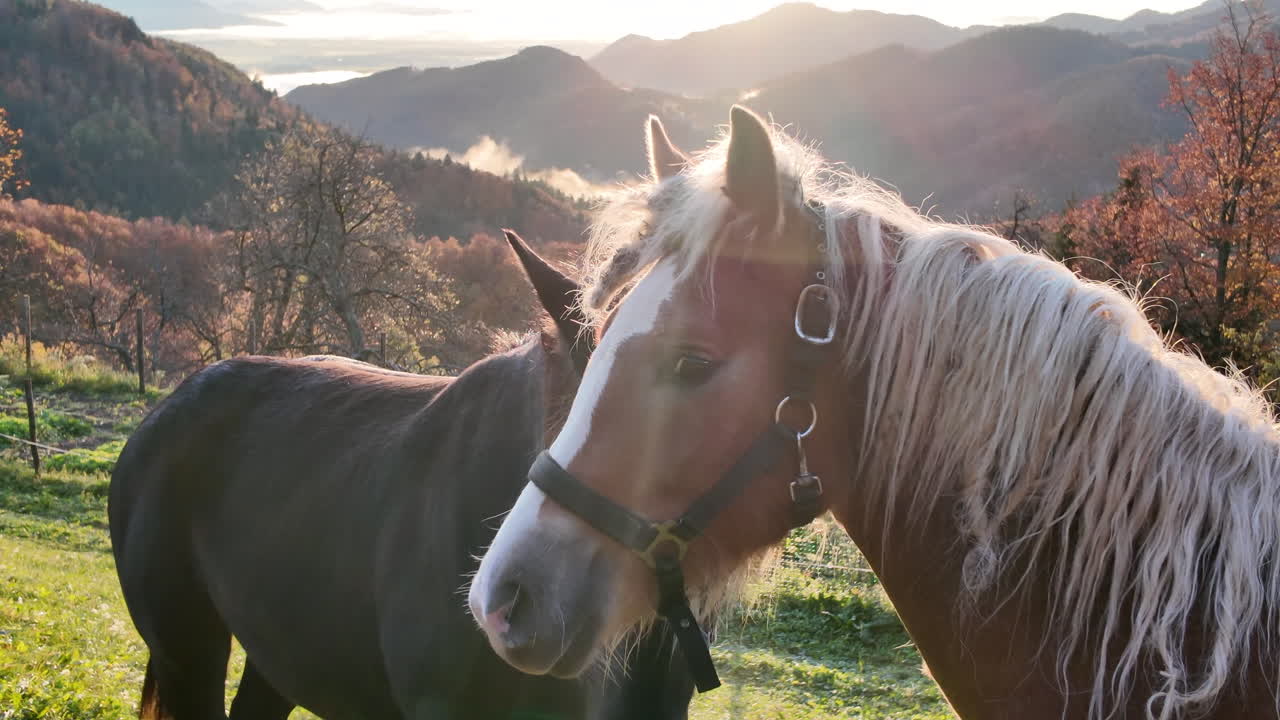Beautiful close up of two horses standing together in a green field with mountains in the background
