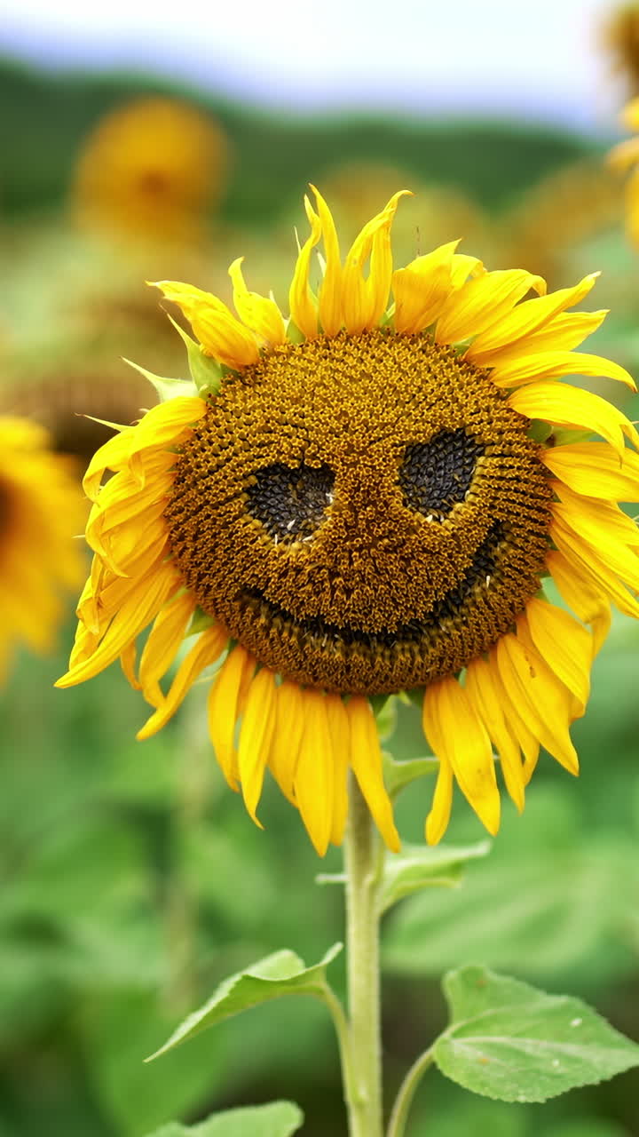 Scary face made from a sunflower with fading petals. Close up. Multiple flowers at backdrop in blur. Vertical video