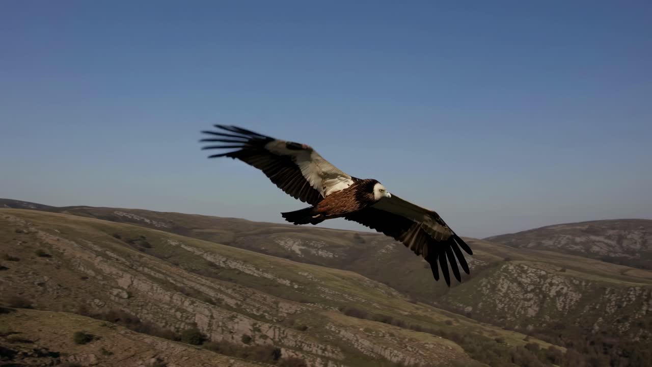 Un video aereo riprende un uccello maestoso che sorvola aspre colline