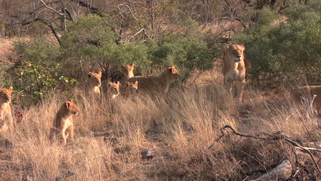 Scene-with-lioness-standing-with-litter-of-lion-cubs-watching-something