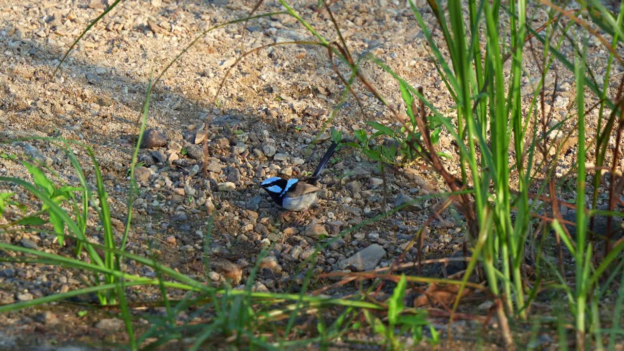 A fairy wren in the grass